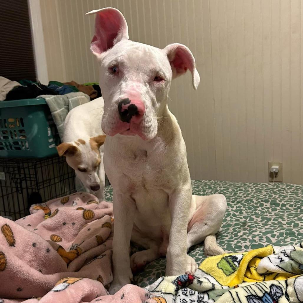 Keller, Adoptable, Adult Male Mixed Breed.