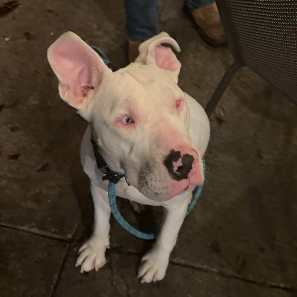 Enlarge Keller, a Adoptable Mixed Breed in Savannah, GA image 2/6