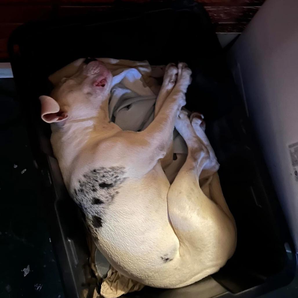 Enlarge Keller, a Adoptable Mixed Breed in Savannah, GA image 5/6