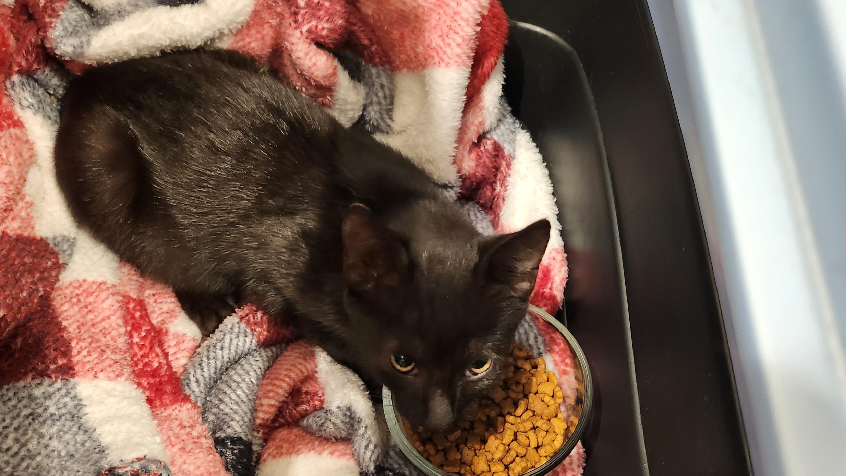 Lioness, a Adoptable mixed breed in Hampstead, NC image 2/4