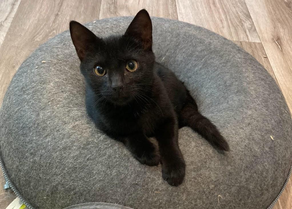 Lioness, Adoptable, Young Female Domestic Short Hair.