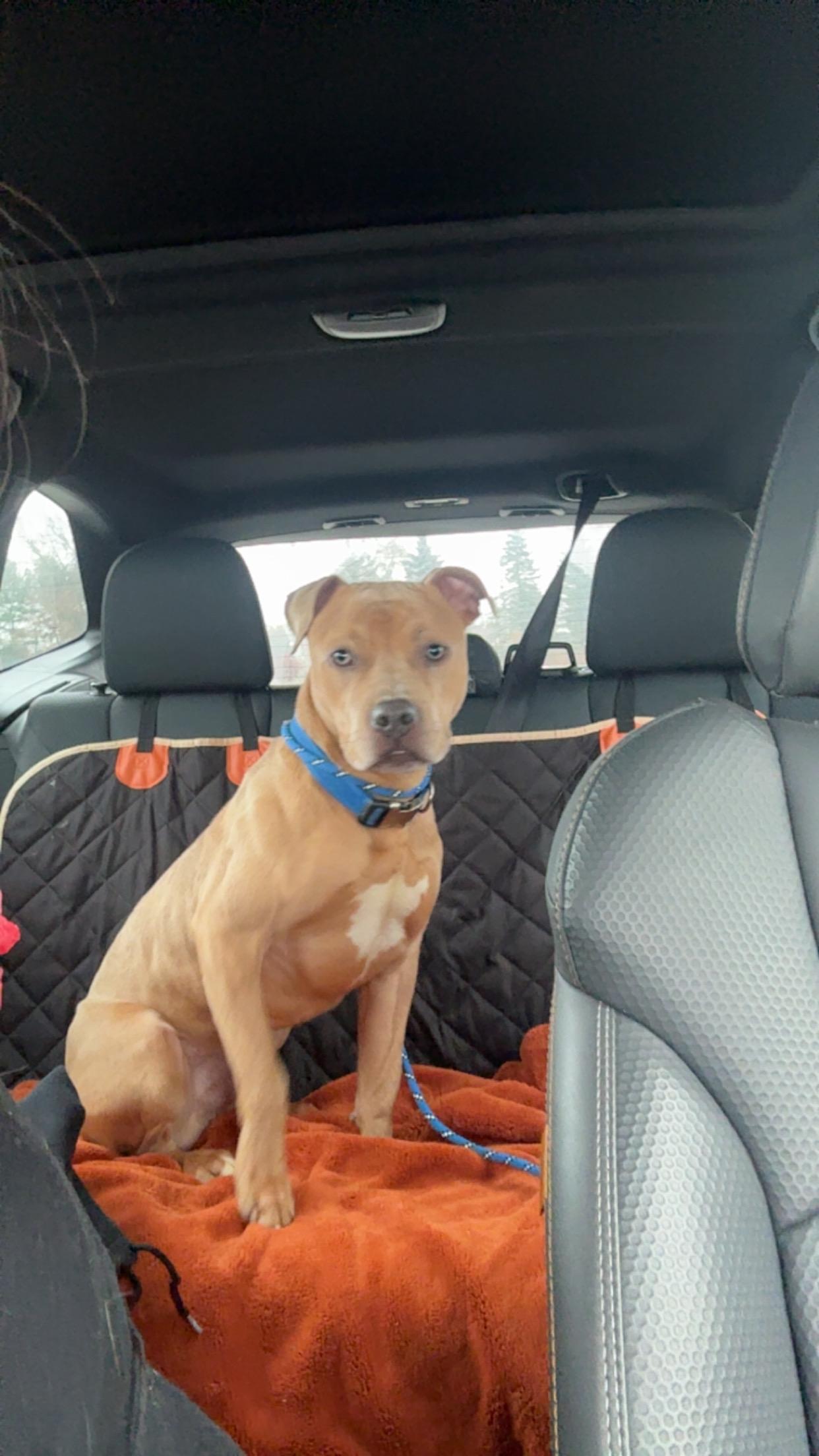Enlarge Gooby, a Adoptable Pit Bull Terrier in Hermitage, PA image 2/2