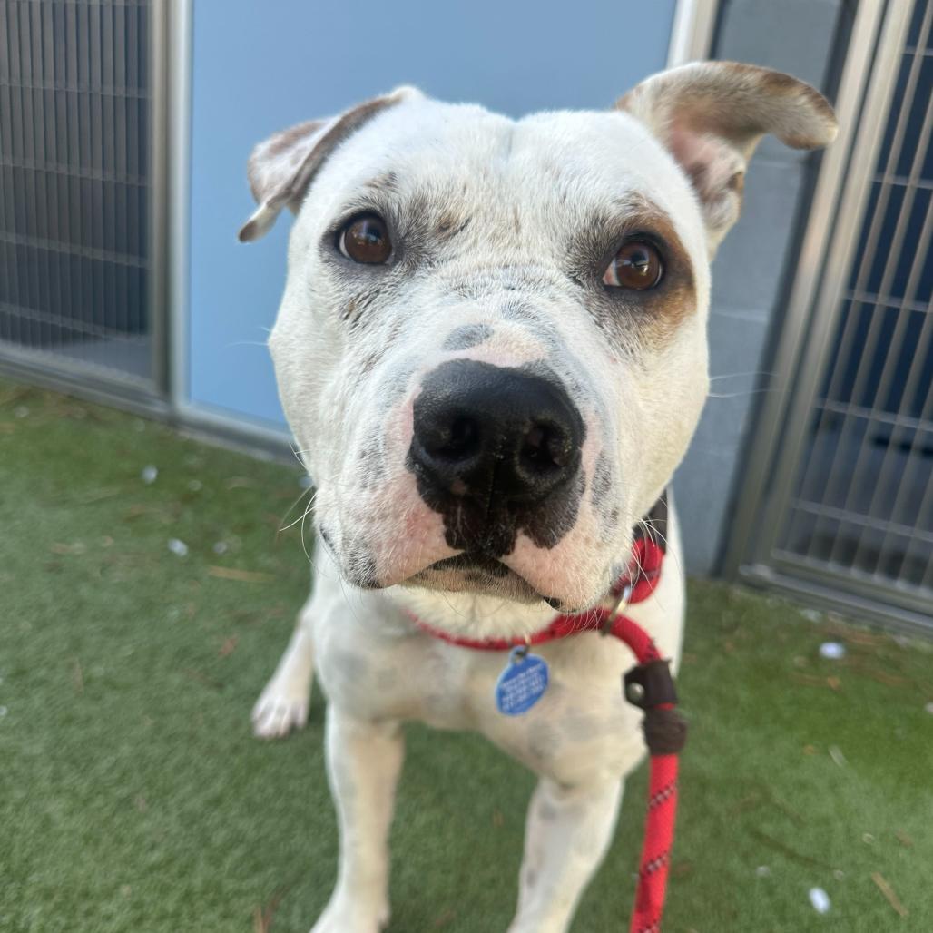 Freckle, Adoptable, Adult Male Pit Bull Terrier.