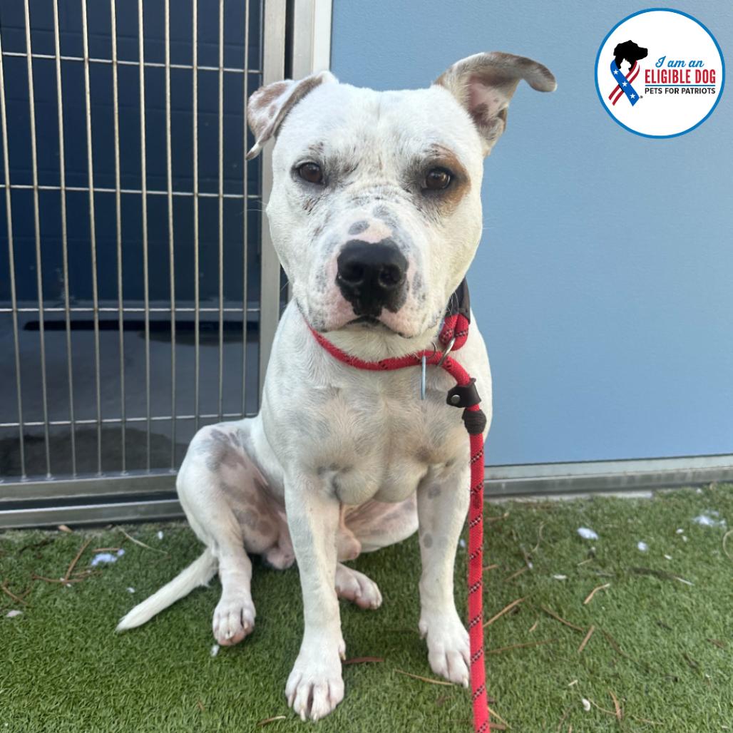 Freckle, a Adoptable Pit Bull Terrier in Apache Junction, AZ image 2/5