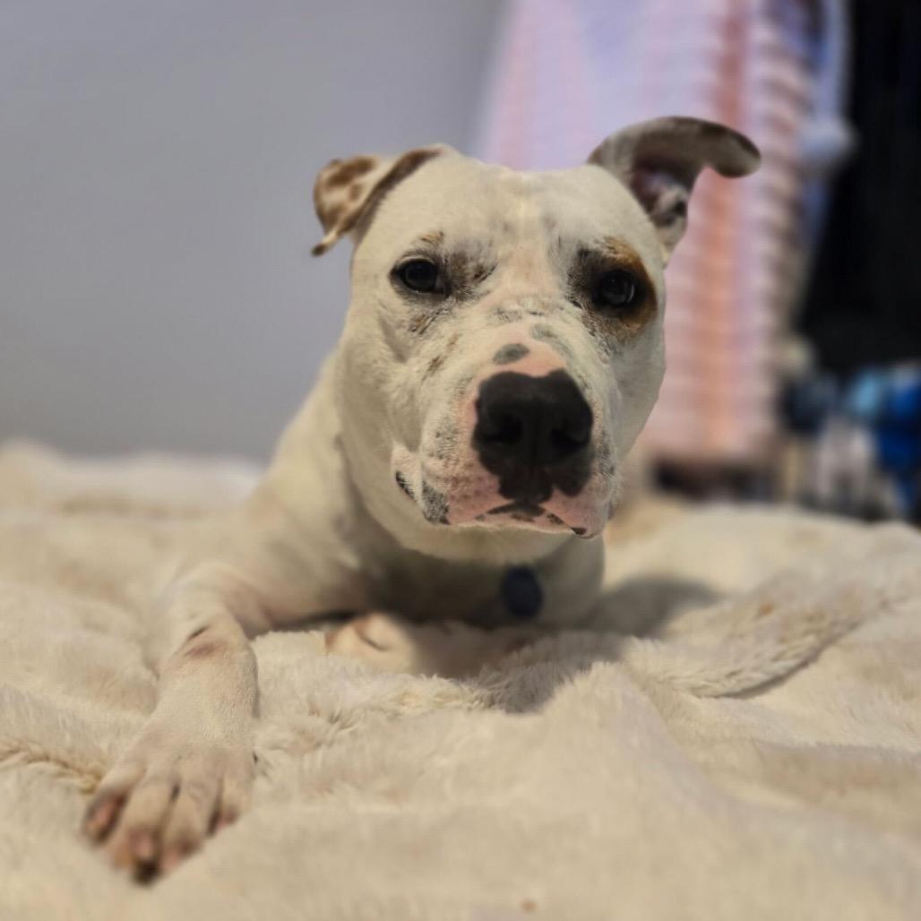 Enlarge Freckle, a Adoptable Pit Bull Terrier in Apache Junction, AZ image 2/6