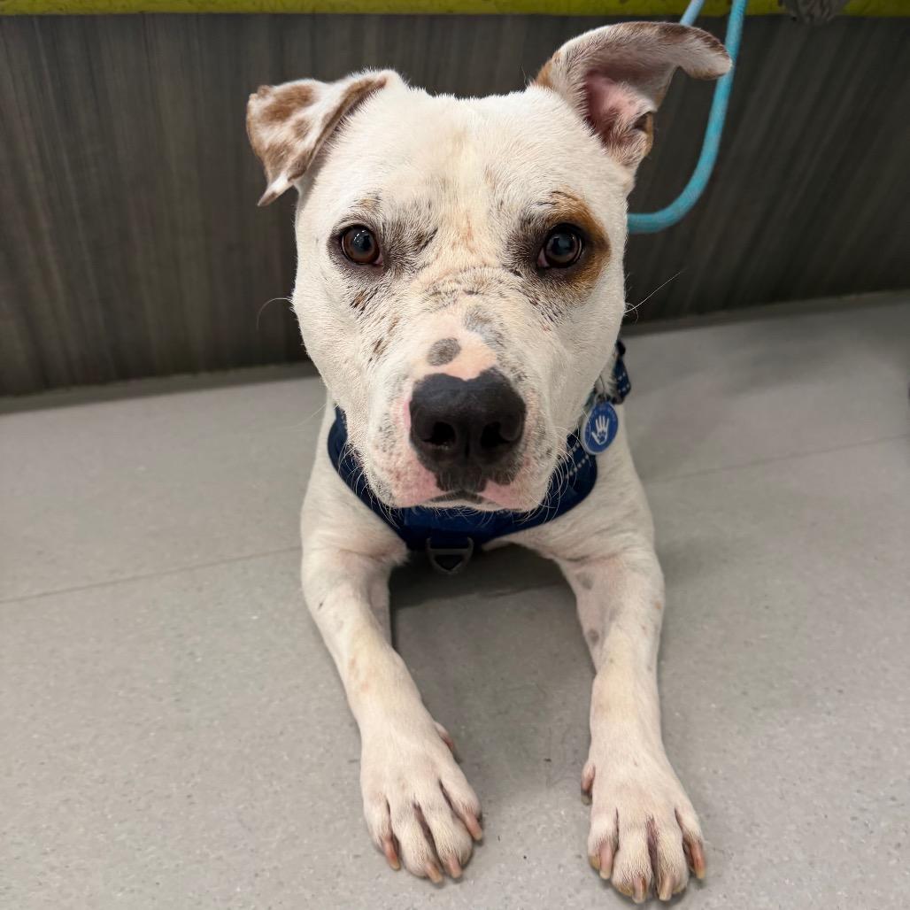 Enlarge Freckle, a Adoptable Pit Bull Terrier in Apache Junction, AZ image 2/6