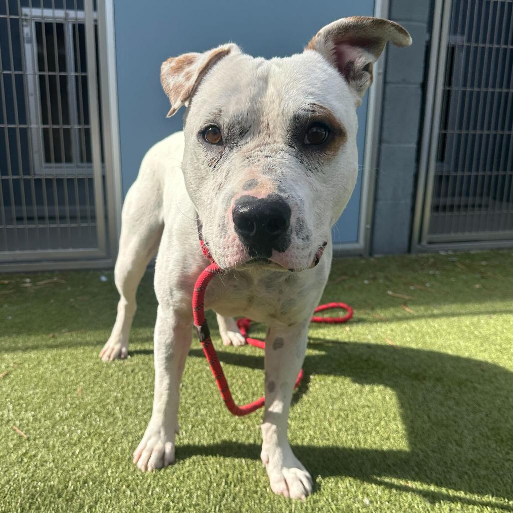 Enlarge Freckle, a Adoptable Pit Bull Terrier in Apache Junction, AZ image 3/6