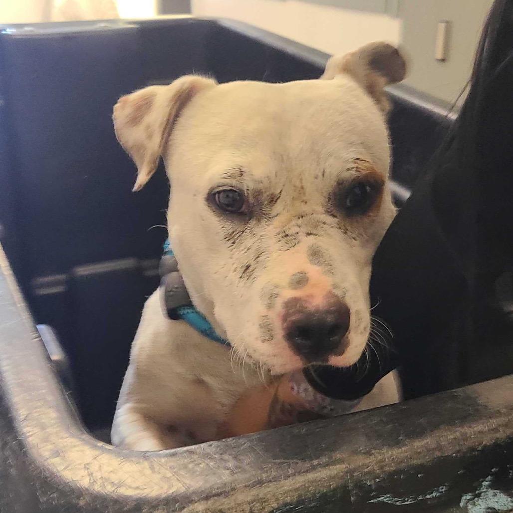 Enlarge Freckle, a Adoptable Pit Bull Terrier in Apache Junction, AZ image 4/6