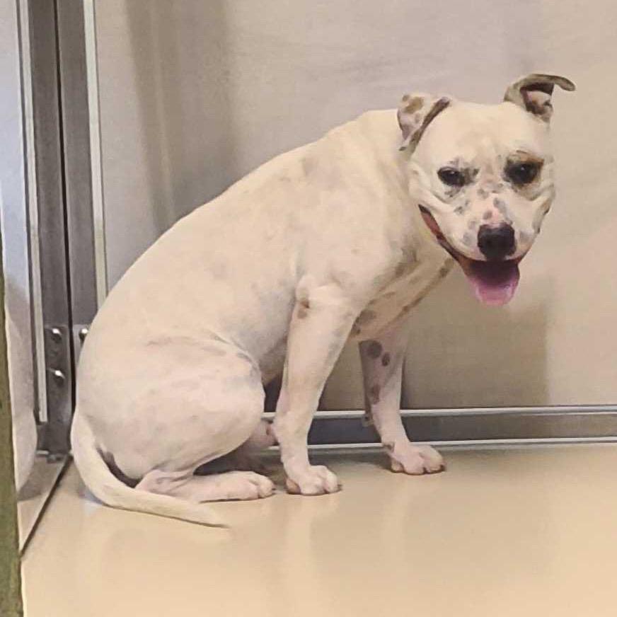 Enlarge Freckle, a Adoptable Pit Bull Terrier in Apache Junction, AZ image 5/6