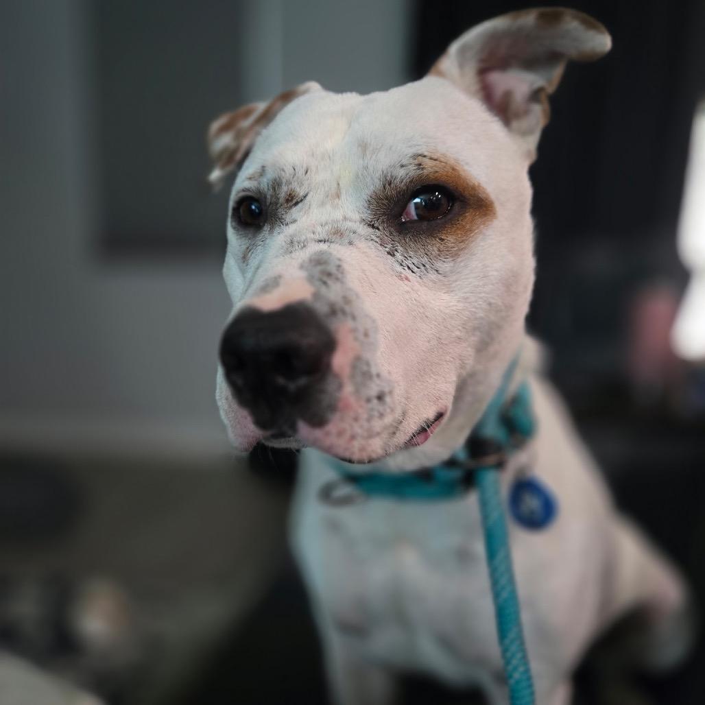 Enlarge Freckle, a Adoptable Pit Bull Terrier in Apache Junction, AZ image 6/6