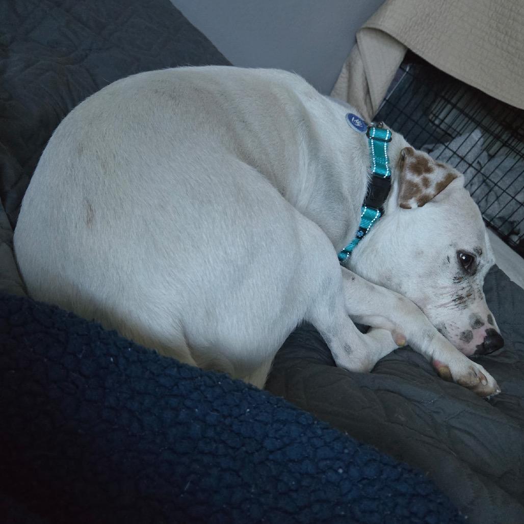 Enlarge Freckle, a Adoptable Pit Bull Terrier in Apache Junction, AZ image 5/6