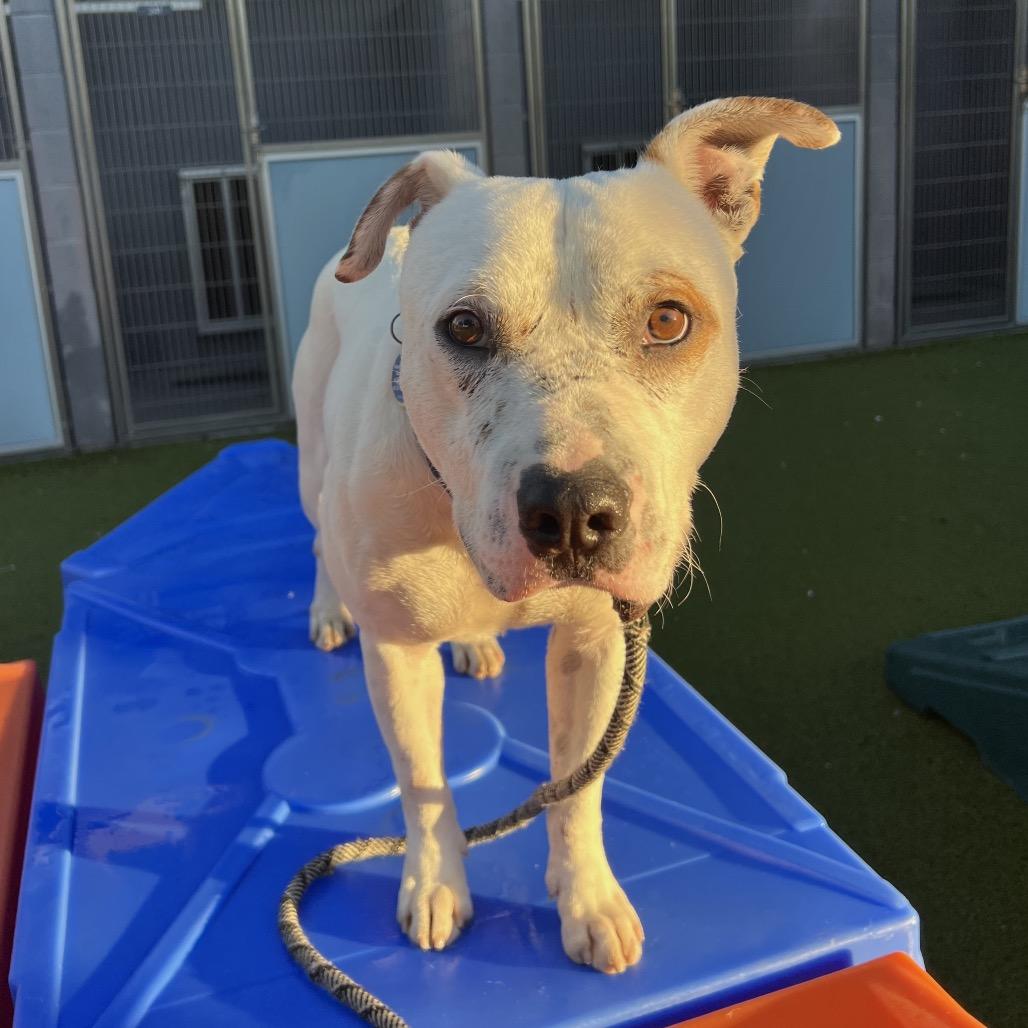 Enlarge Freckle, a Adoptable Pit Bull Terrier in Apache Junction, AZ image 6/6