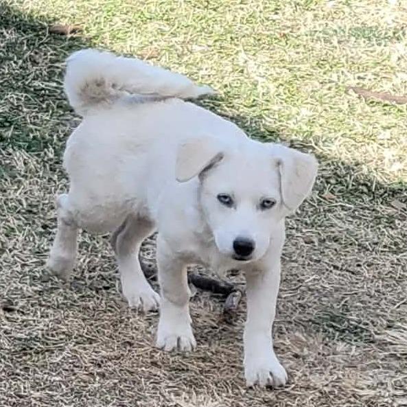 FERRA, Adoptable, Puppy Female Terrier.