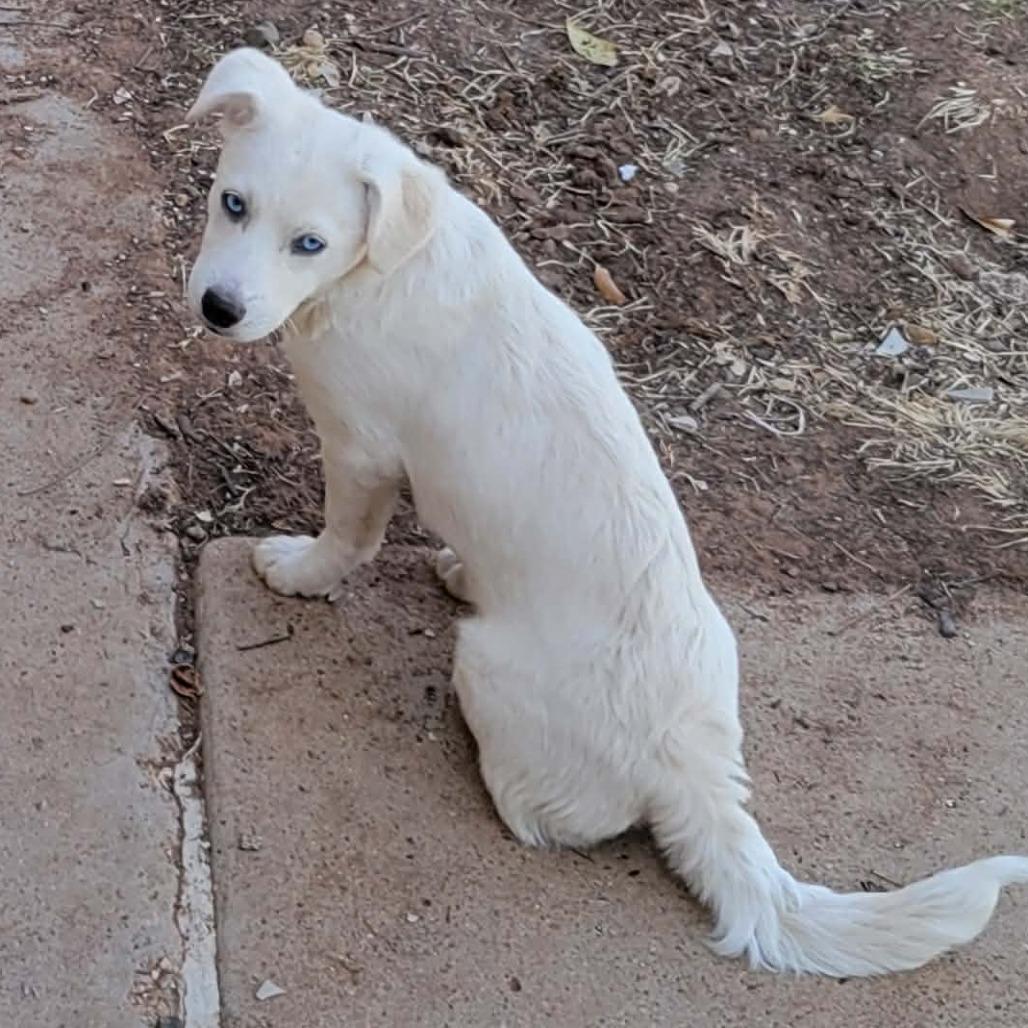 FERRA, a Adoptable Terrier in Loves Park, IL image 2/4