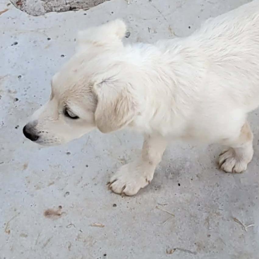FERRA, a Adoptable Terrier in Loves Park, IL image 3/4