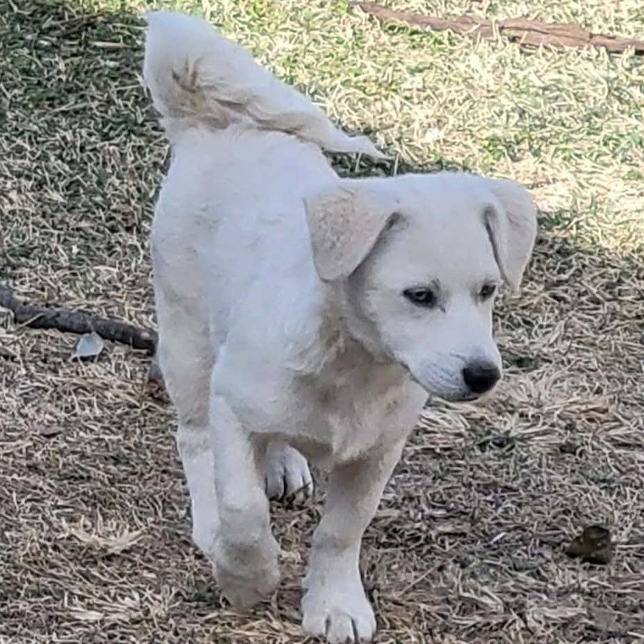FERRA, a Adoptable Terrier in Loves Park, IL image 4/4
