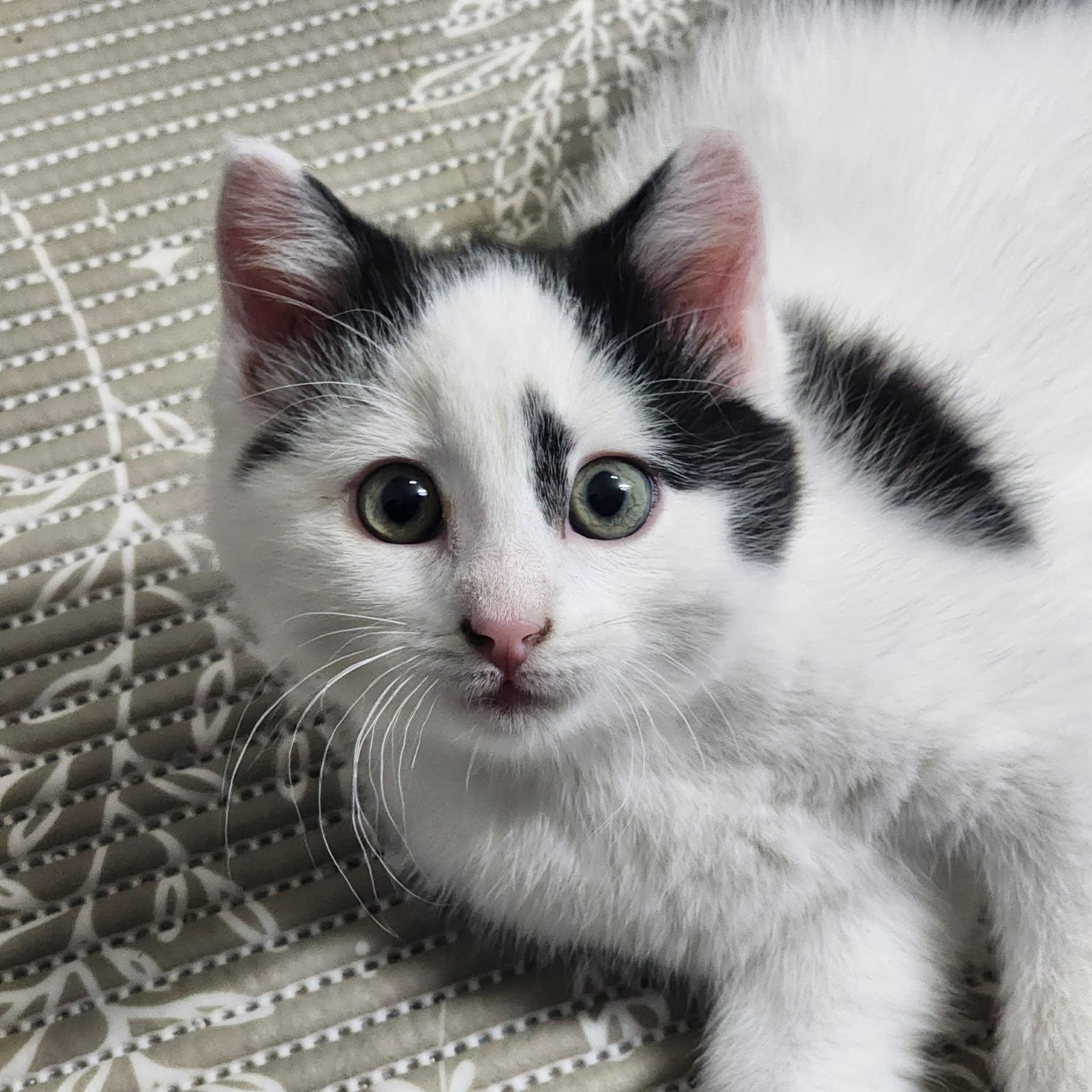 Nirmal, adopted, Kitten Male Domestic Short Hair.