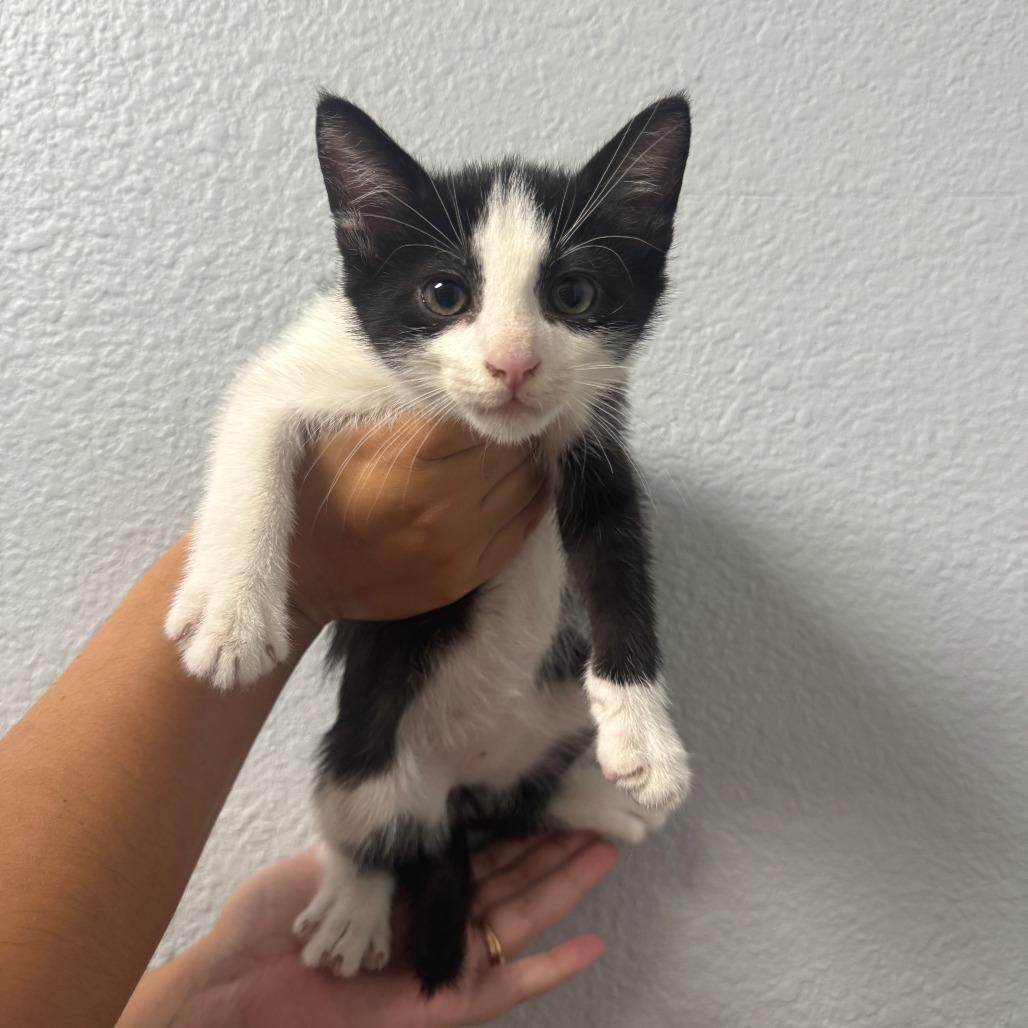 Smiles, Adoptable, Kitten Male Domestic Short Hair.