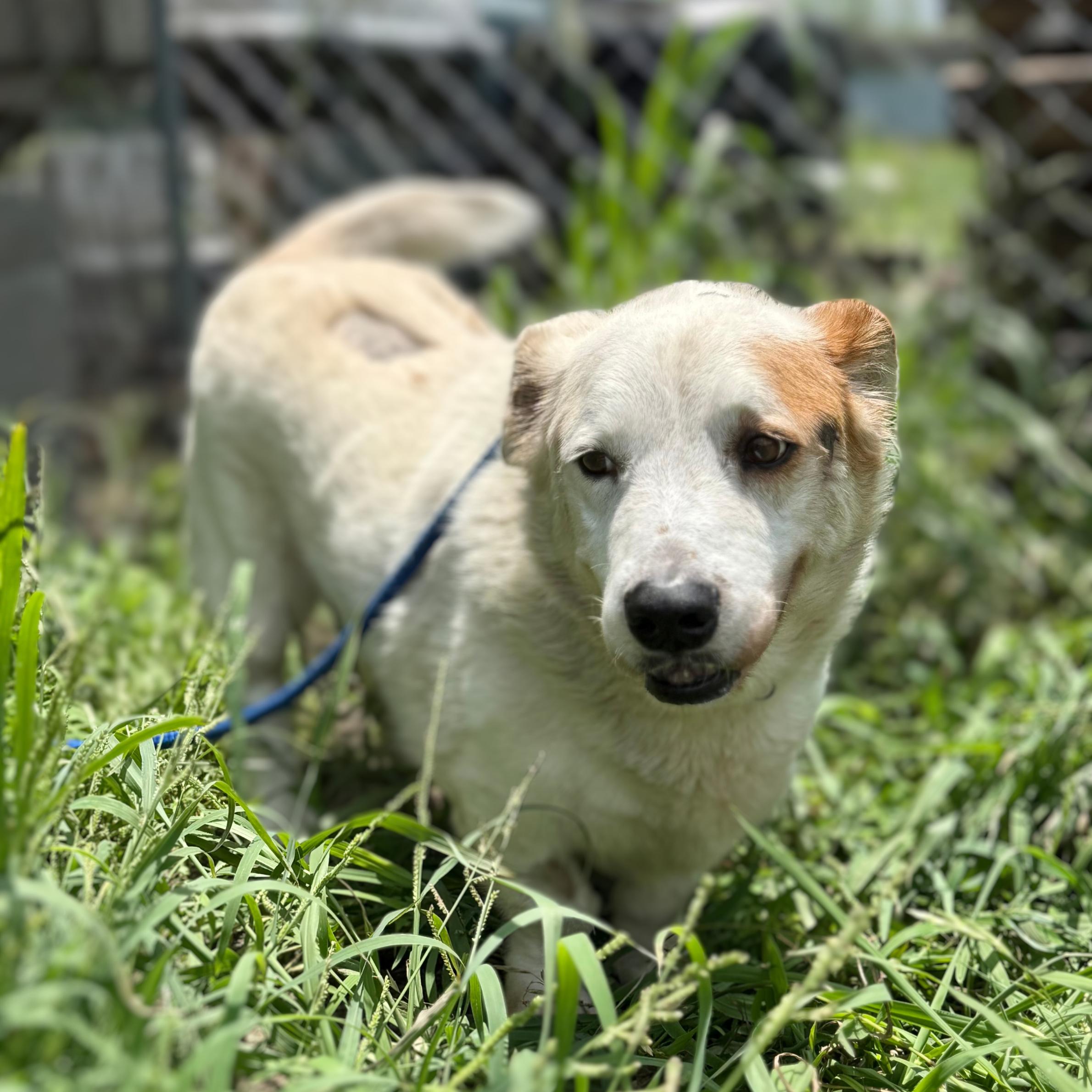 Stubby, Adult Male Basset Hound