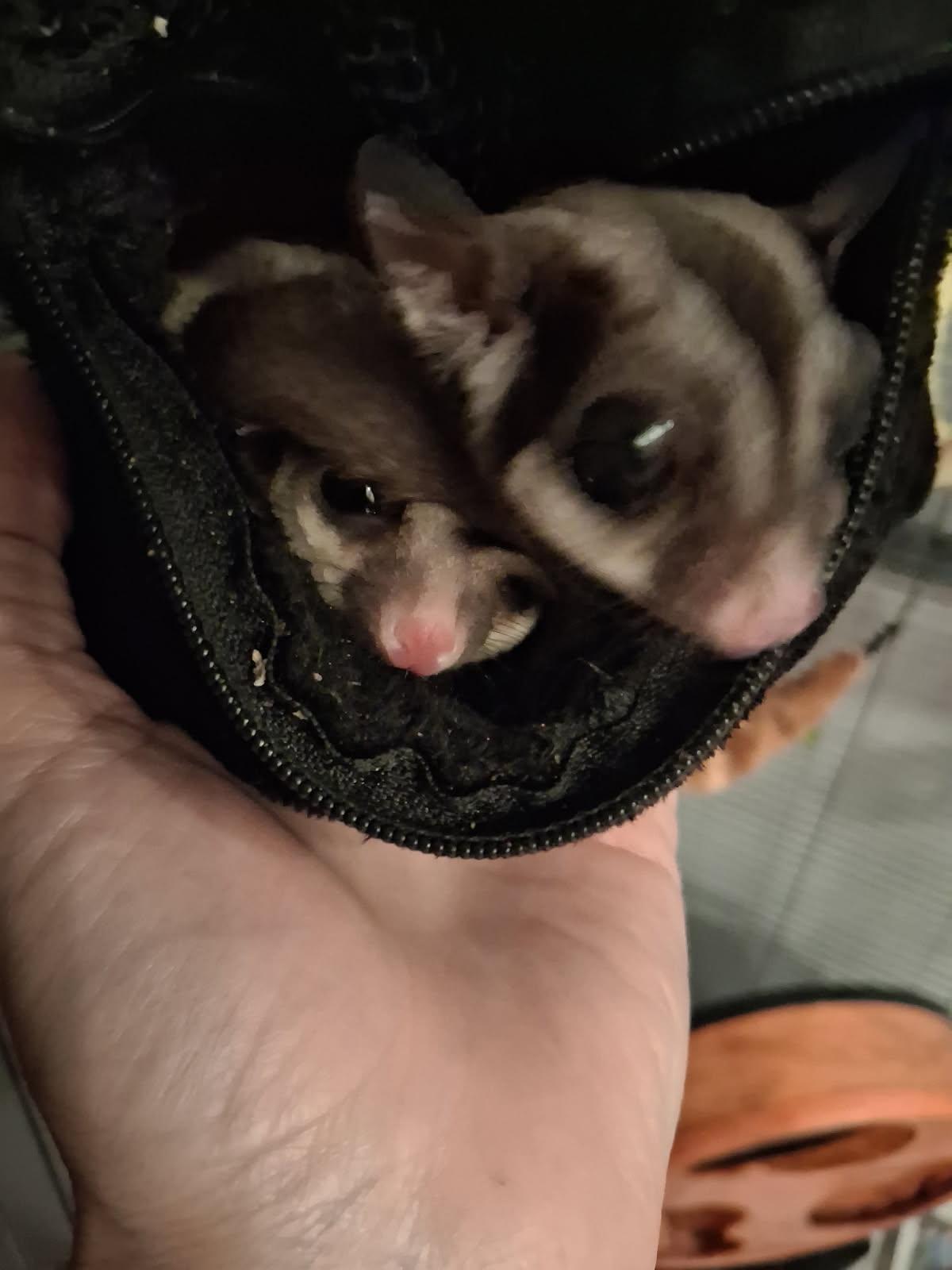 Mango and Kiwi, a Adoptable Sugar Glider in Aurora, IL image 1/3