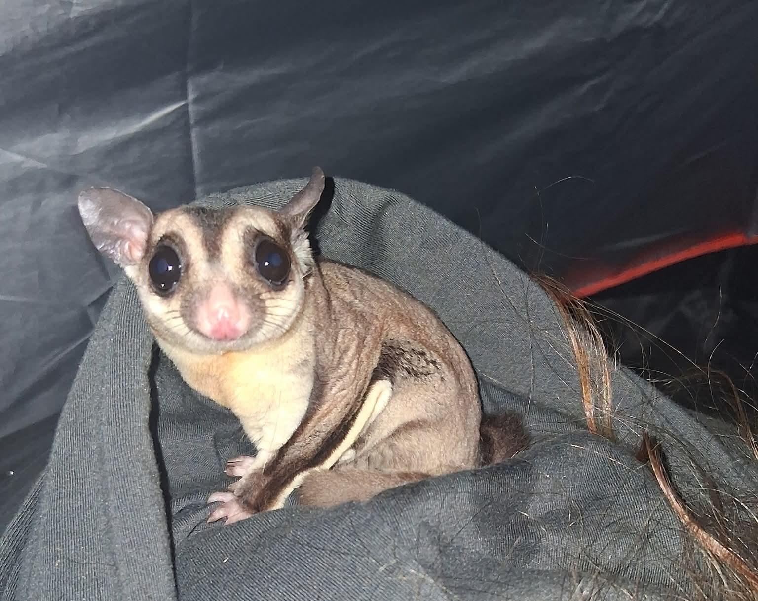 Mango and Kiwi, a Adoptable Sugar Glider in Aurora, IL image 2/3