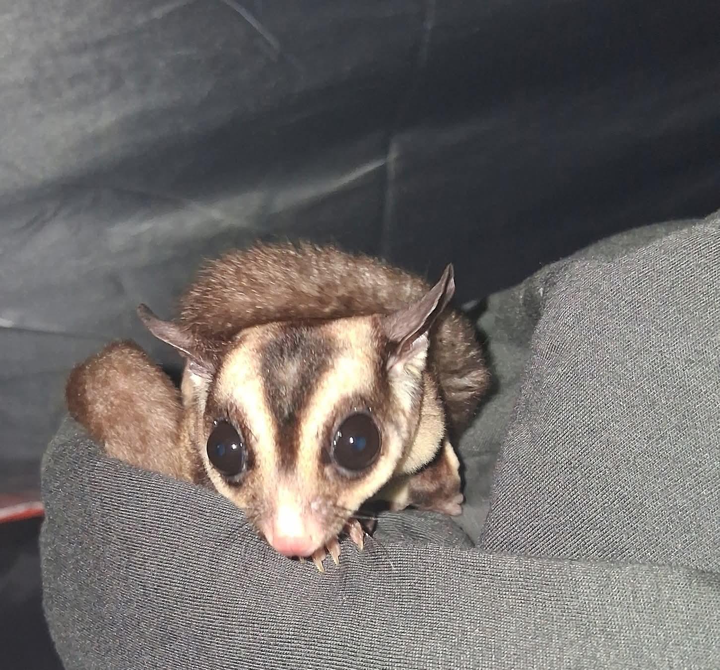 Mango and Kiwi, a Adoptable Sugar Glider in Aurora, IL image 3/3