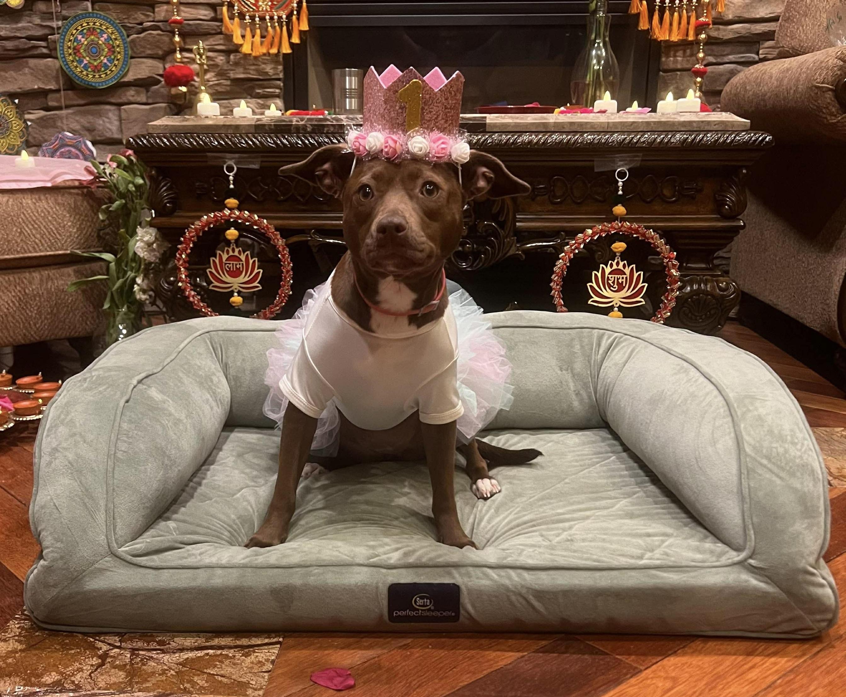 Abby C., a hold mixed breed in Westwood, NJ image 5/6