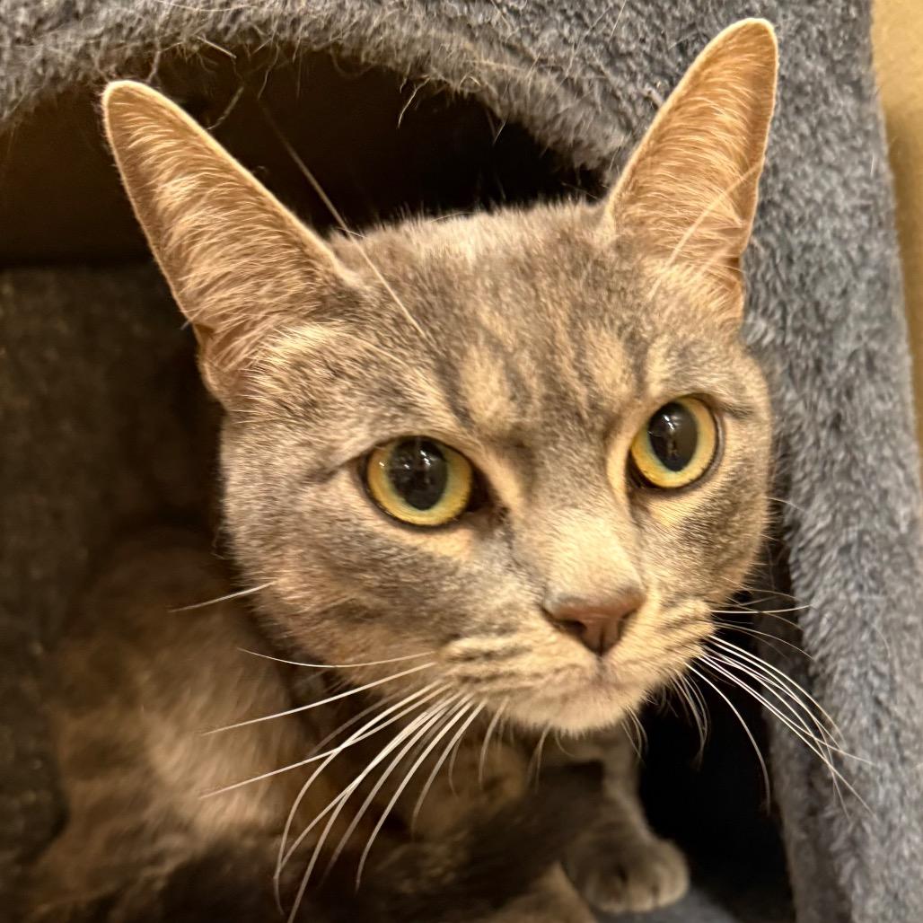 Enlarge Zion, a Adoptable American Shorthair in Hemet, CA image 1/2