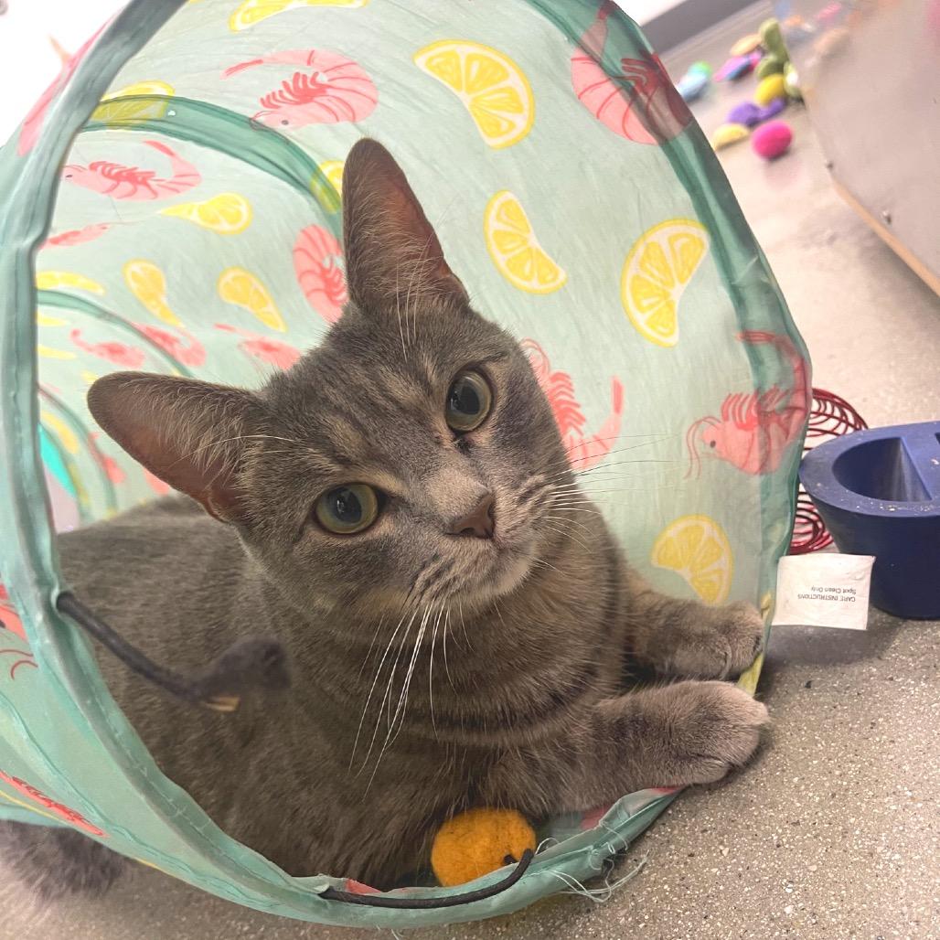 Enlarge Zion, a Adoptable American Shorthair in Hemet, CA image 2/2