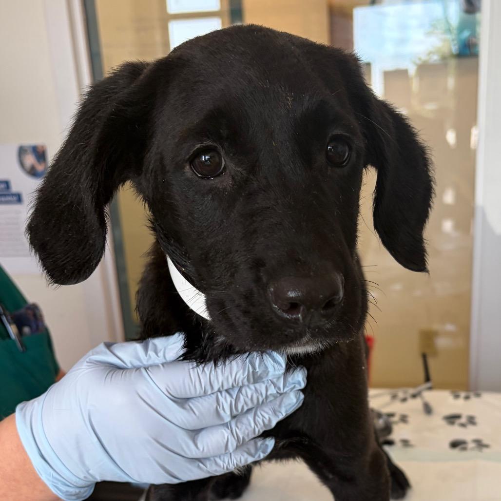 Rhonda, Adoptable, Puppy Female Labrador Retriever & Mixed Breed.