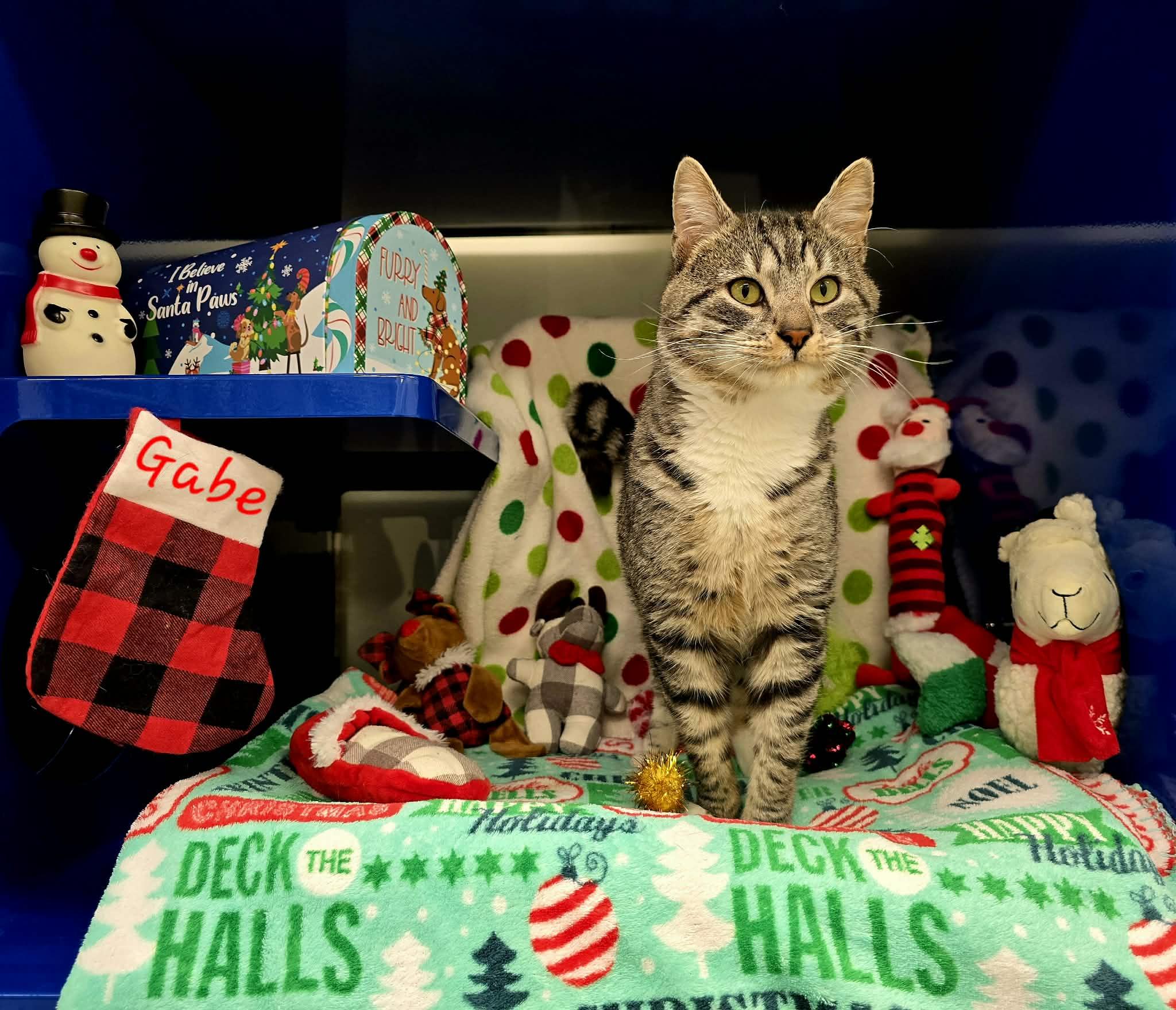 Gabe, ADOPTABLE, Adult Male Domestic Short Hair.