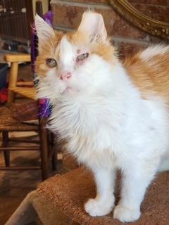 Ashe, Adoptable, Senior Male Domestic Long Hair.
