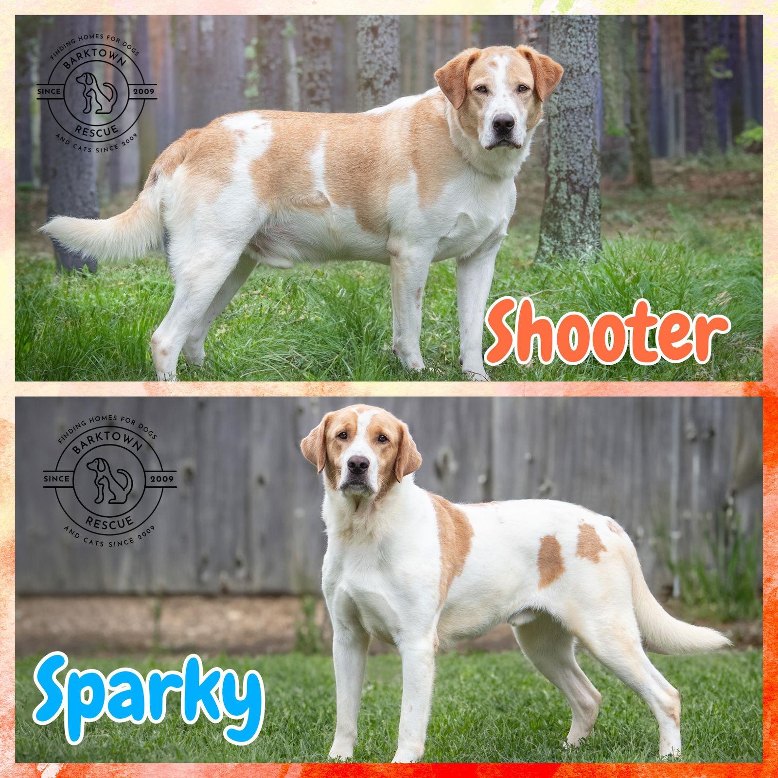 Enlarge Shooter & Sparky, a Adoptable mixed breed in Boston, KY image 1/4