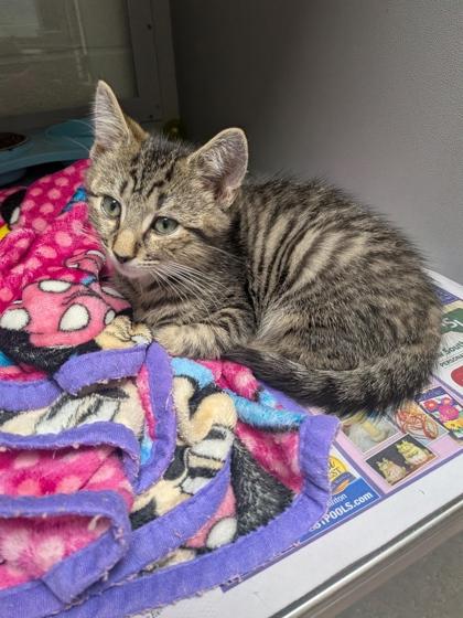 Element, Adoptable, Kitten Male Domestic Short Hair & Domestic Short Hair.