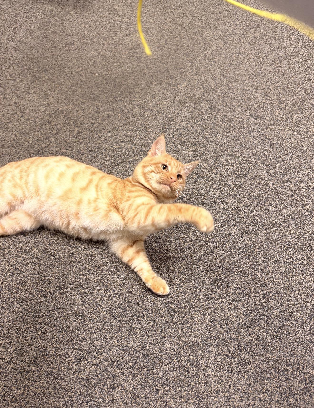 Enlarge Archibald, an adopted mixed breed in East Dundee , IL image 2/5