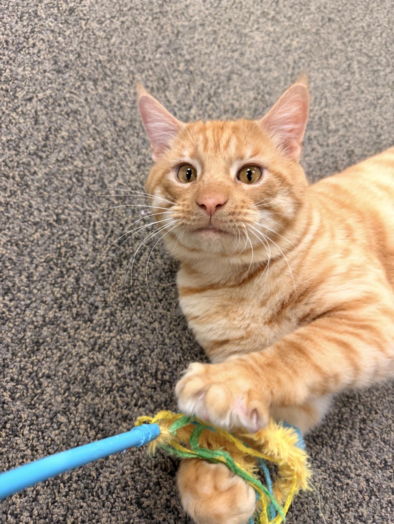 Enlarge Archibald, an adopted mixed breed in East Dundee , IL image 3/5