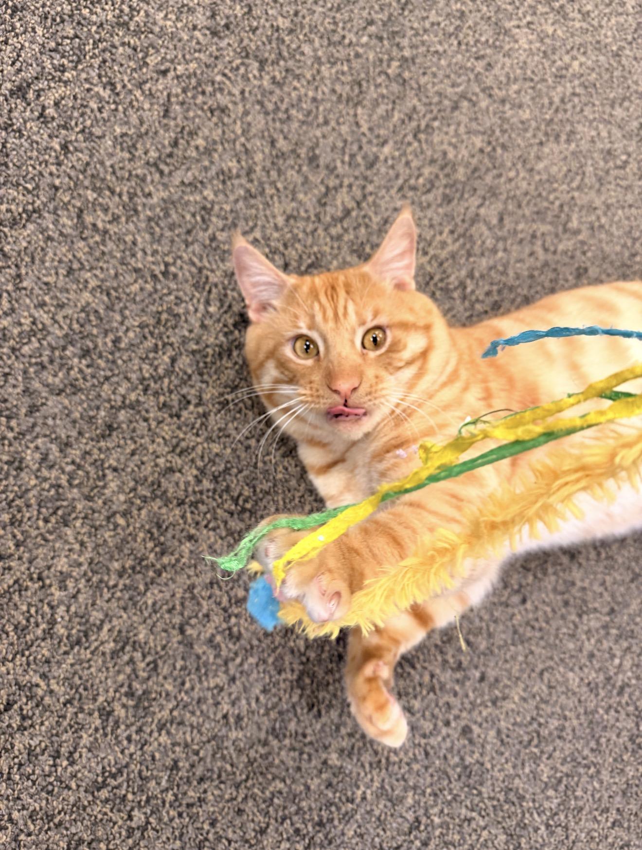 Enlarge Archibald, an adopted mixed breed in East Dundee , IL image 4/5