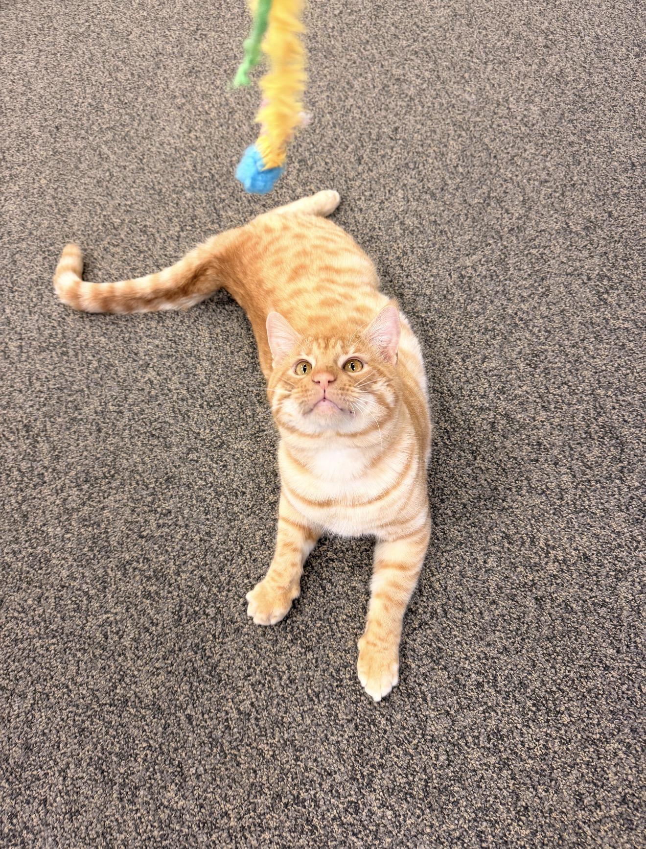 Enlarge Archibald, an adopted mixed breed in East Dundee , IL image 5/5