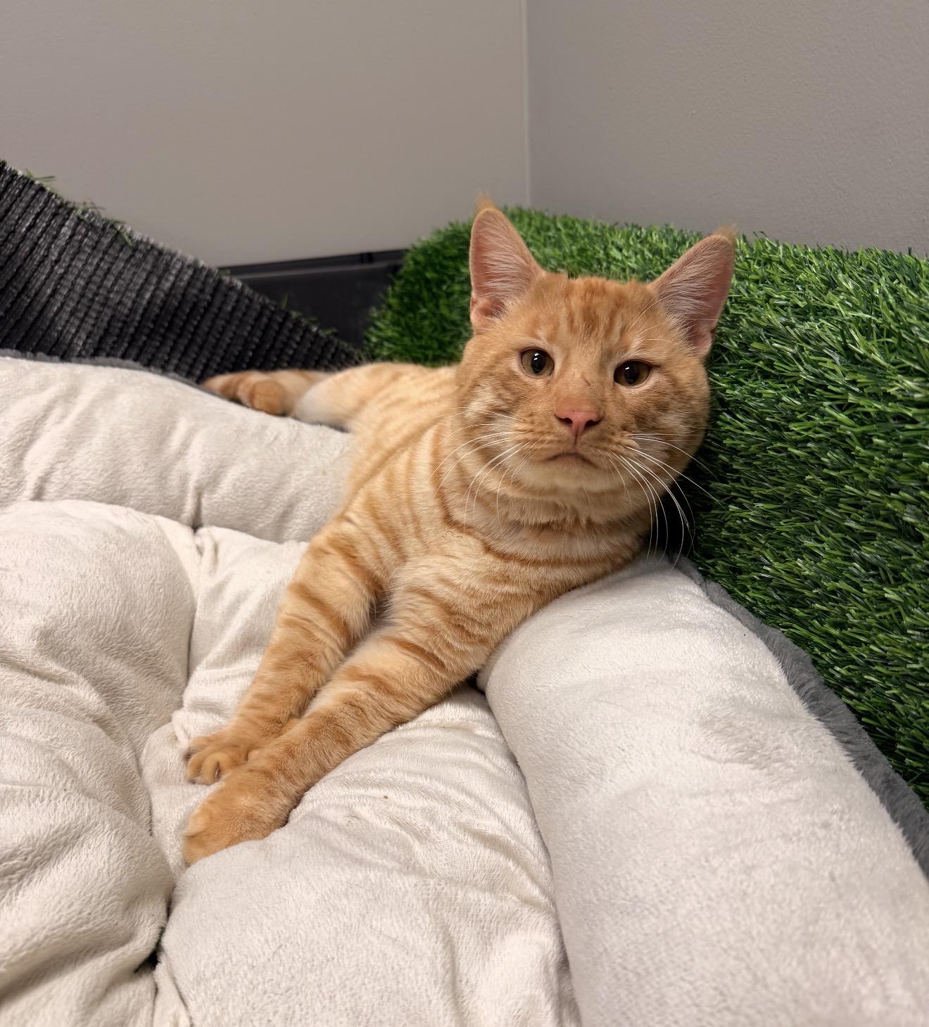 Archibald, adopted, Young Male Tabby & Domestic Short Hair.