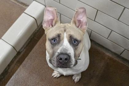 Fisherman, Adoptable, Adult Male Pit Bull Terrier & Mixed Breed.