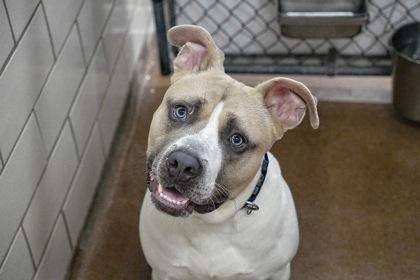 Fisherman, a Adoptable mixed breed in Golden Valley, MN image 2/3