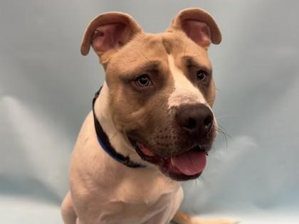 Fisherman, a Adoptable mixed breed in Golden Valley, MN image 3/3