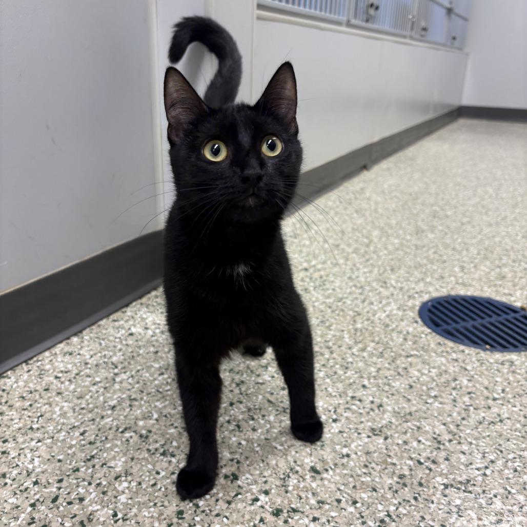 Enlarge Libra, a Adoptable Domestic Short Hair in Cedar Rapids, IA image 1/1