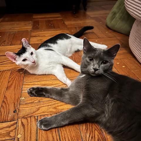 Enlarge Spark, a Adoptable Domestic Short Hair in bronx, NY image 3/4