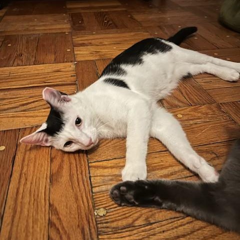 Enlarge Spark, a Adoptable Domestic Short Hair in bronx, NY image 2/4