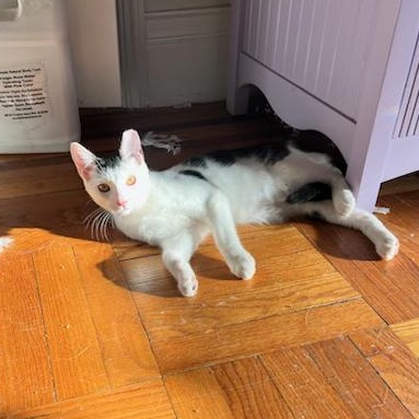 Enlarge Spark, a Adoptable Domestic Short Hair in bronx, NY image 1/4