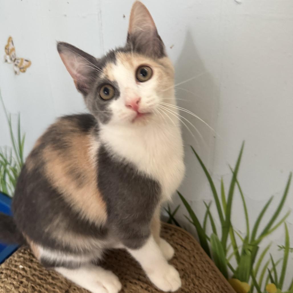 Moana, Adopted, Kitten Female Domestic Short Hair.