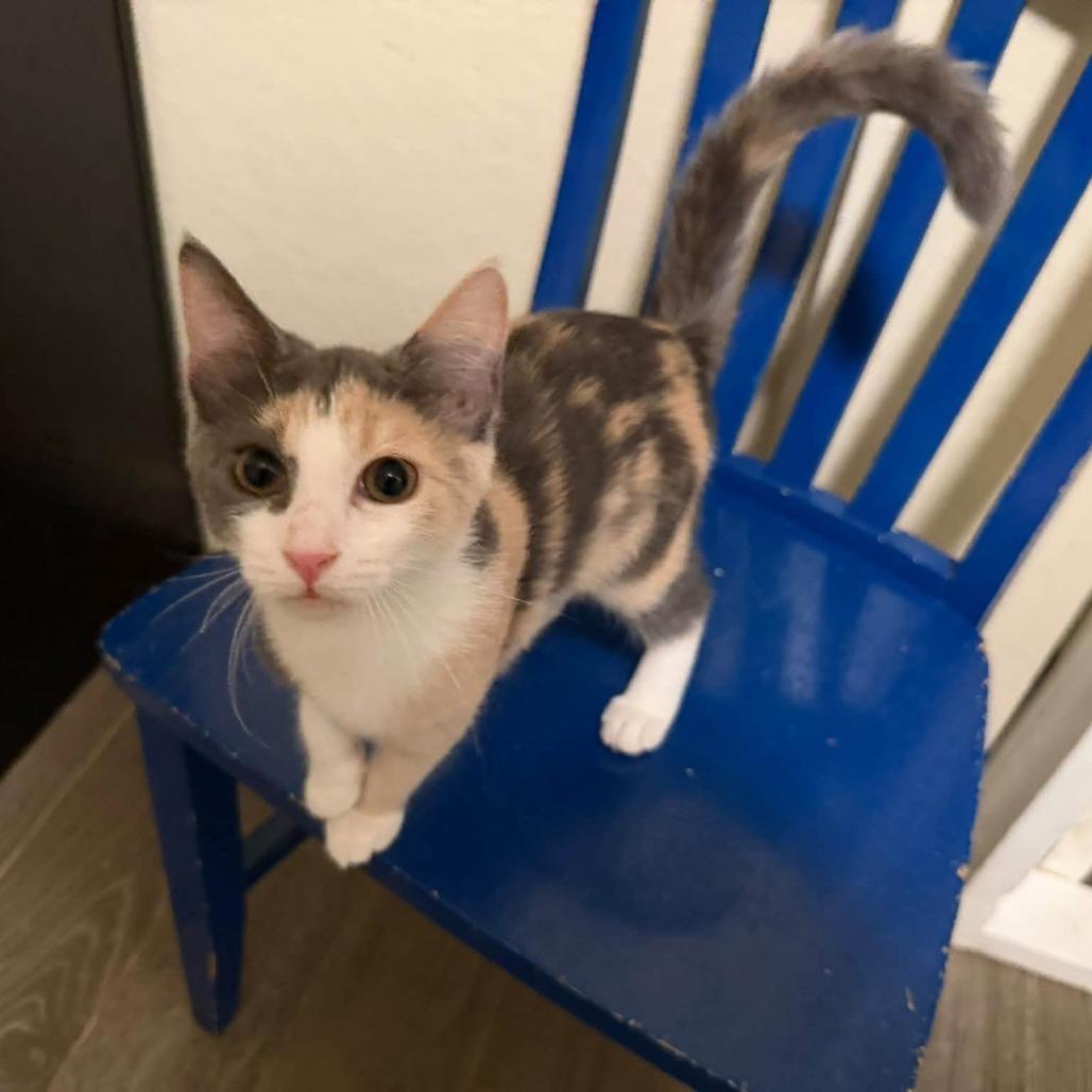 Enlarge Moana, a Adopted Domestic Short Hair in Richland, MI image 3/5