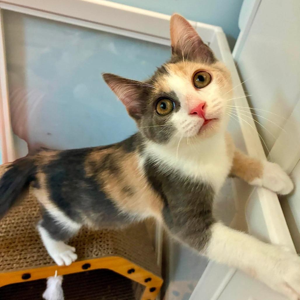 Enlarge Moana, a Adopted Domestic Short Hair in Richland, MI image 4/5