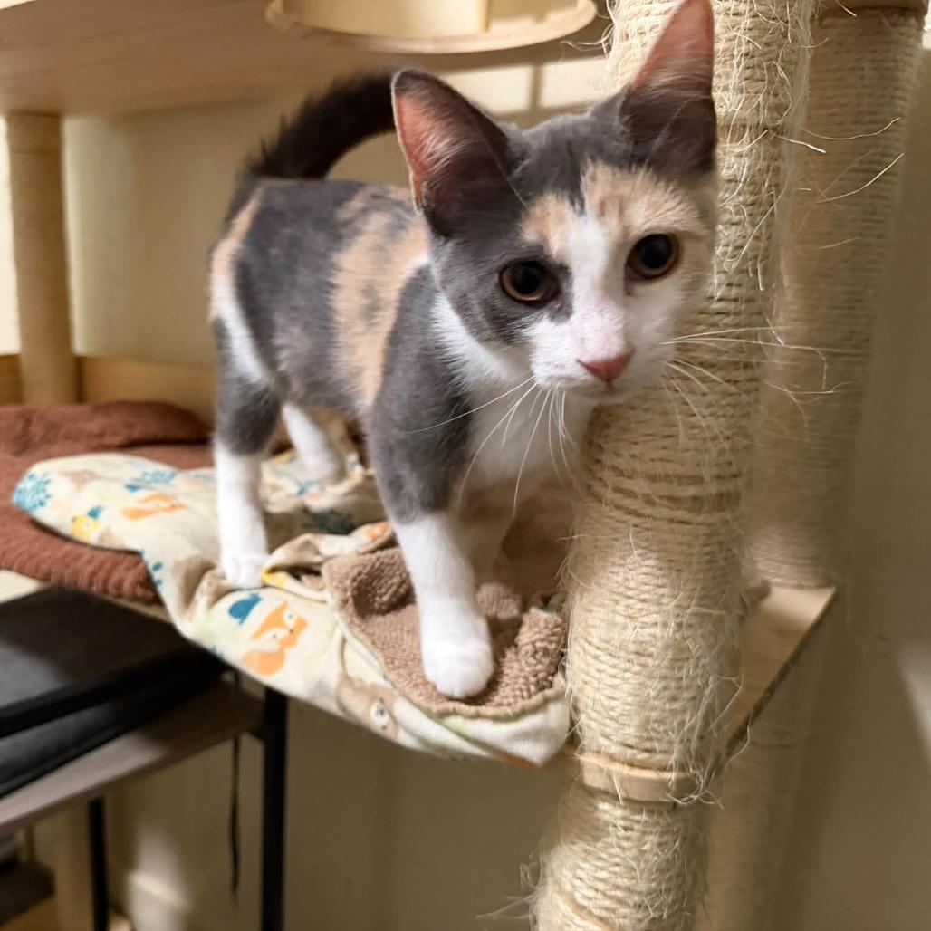 Enlarge Moana, a Adopted Domestic Short Hair in Richland, MI image 5/5